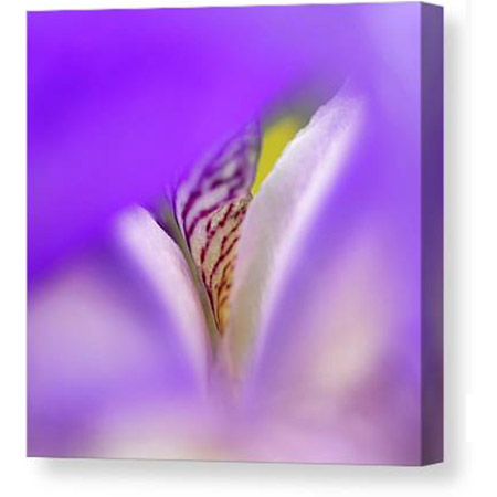 Photographic Art Wall Canvas for Sale