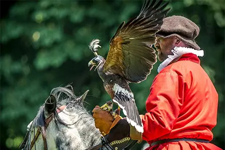 Tudor Falconry